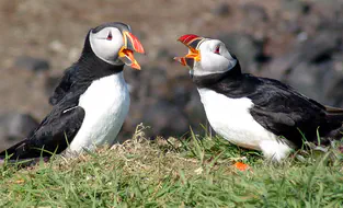 puffin_scotland.jpg